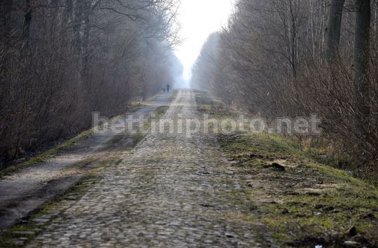 L'atmosfera spettrale della foresta di Arenberg